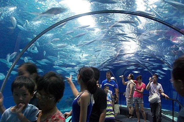 Океанариум шанхай. Шанхай океанариум. Океанариум в Шанхае, Китай. Шанхай аквариум. Океанический аквариум в Шанхае.
