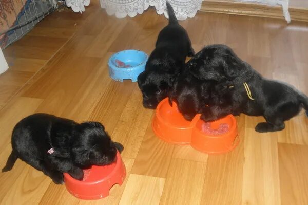 Когда начинают прикармливать щенков. Прикорм щенков в 3 недели таблица. Когда начинают прикармливать щенков. Когда начинают прикармливать щенков. Когда начинают прикармливать щенков.