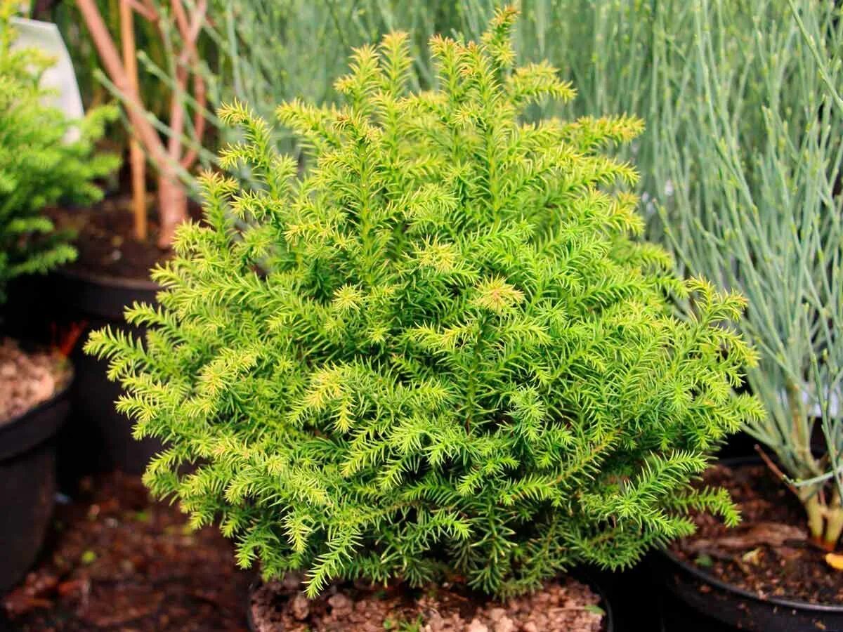 Cryptomeria Japonica Vilmorin Gold