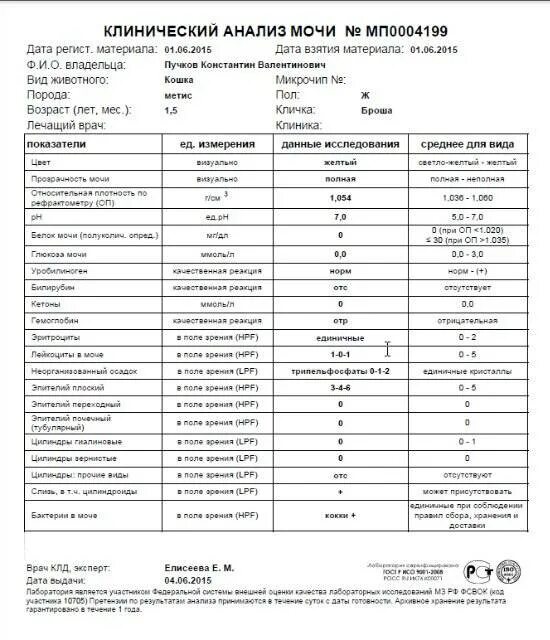 Моча во время течки