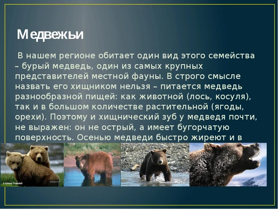 В какой природной зоне живут бурые медведи. Бурый медведь. Описание медведя. Картинка медведя с описанием. Какие животные обитают на Урале.