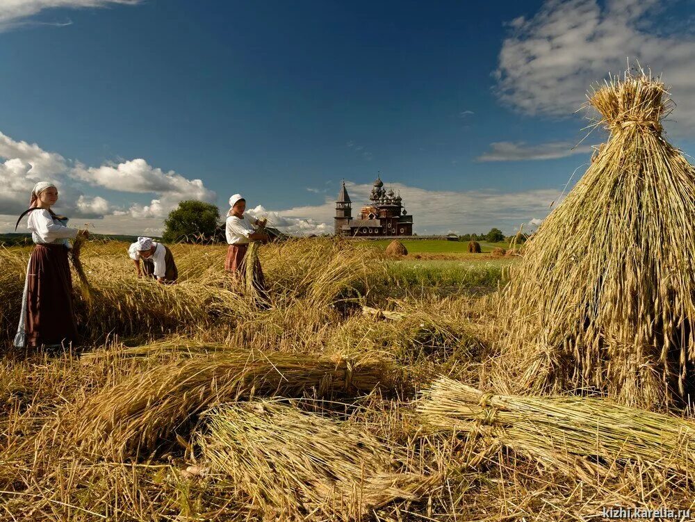 снопы в единственном числе. презентация снопы. пшеничный сноп. снопом из льна.