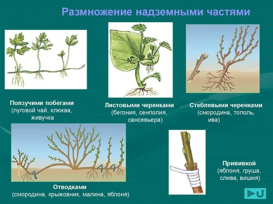 Размножение происходит с помощью побегов. Вегетативное размножение черенками. размножение растений стеблевыми черенками. вегетативное размножение черенкование. стеблевой черенок вегетативное размножение.
