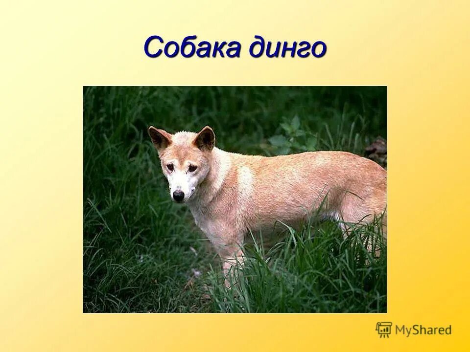 Тест собака динго с ответами 6 класс. Дикая собака динго. маршак собака динго. собака динго презентация. слайд собака динго.