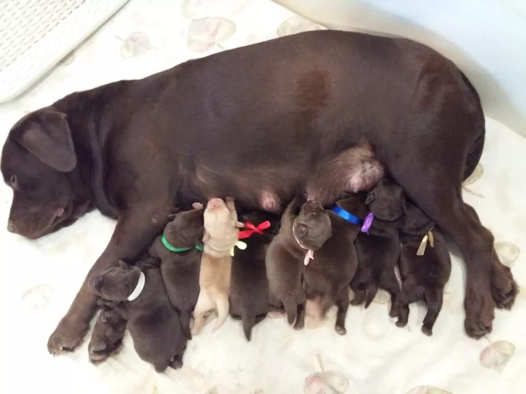 Собаки рождаются слепыми. Новорожденный щенок. Новорожденные щенки лабрадора. Щенок но.