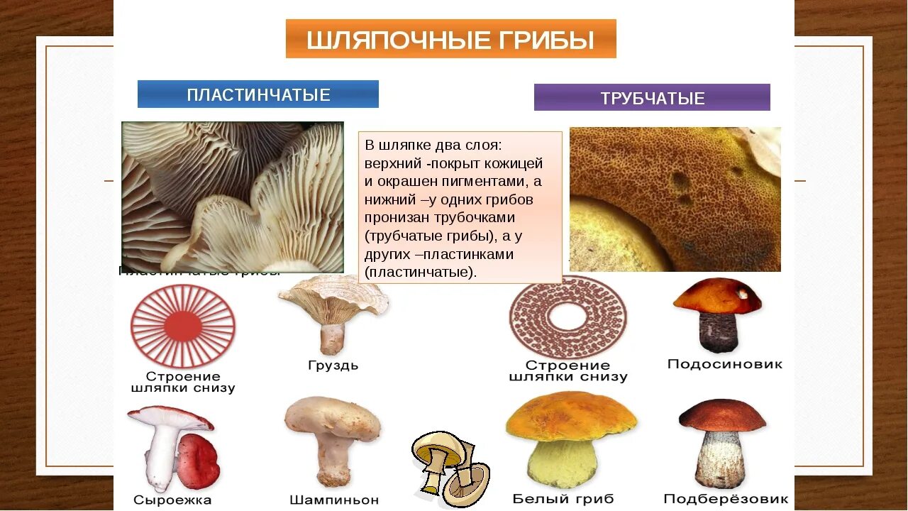 Презентация "Шляпочные грибы" (7 класс) по биологии - скачать проект