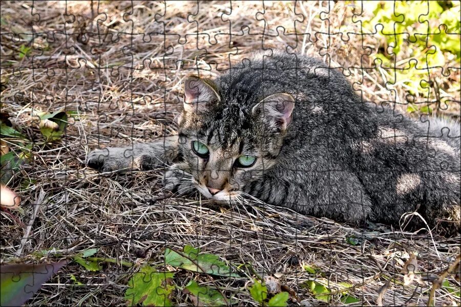 Кошка на природе. Кот. Кошка на природе. Кошка европейская короткошерстная серая полосатая. Кошка на природе.