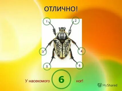 Майский жук покров тела