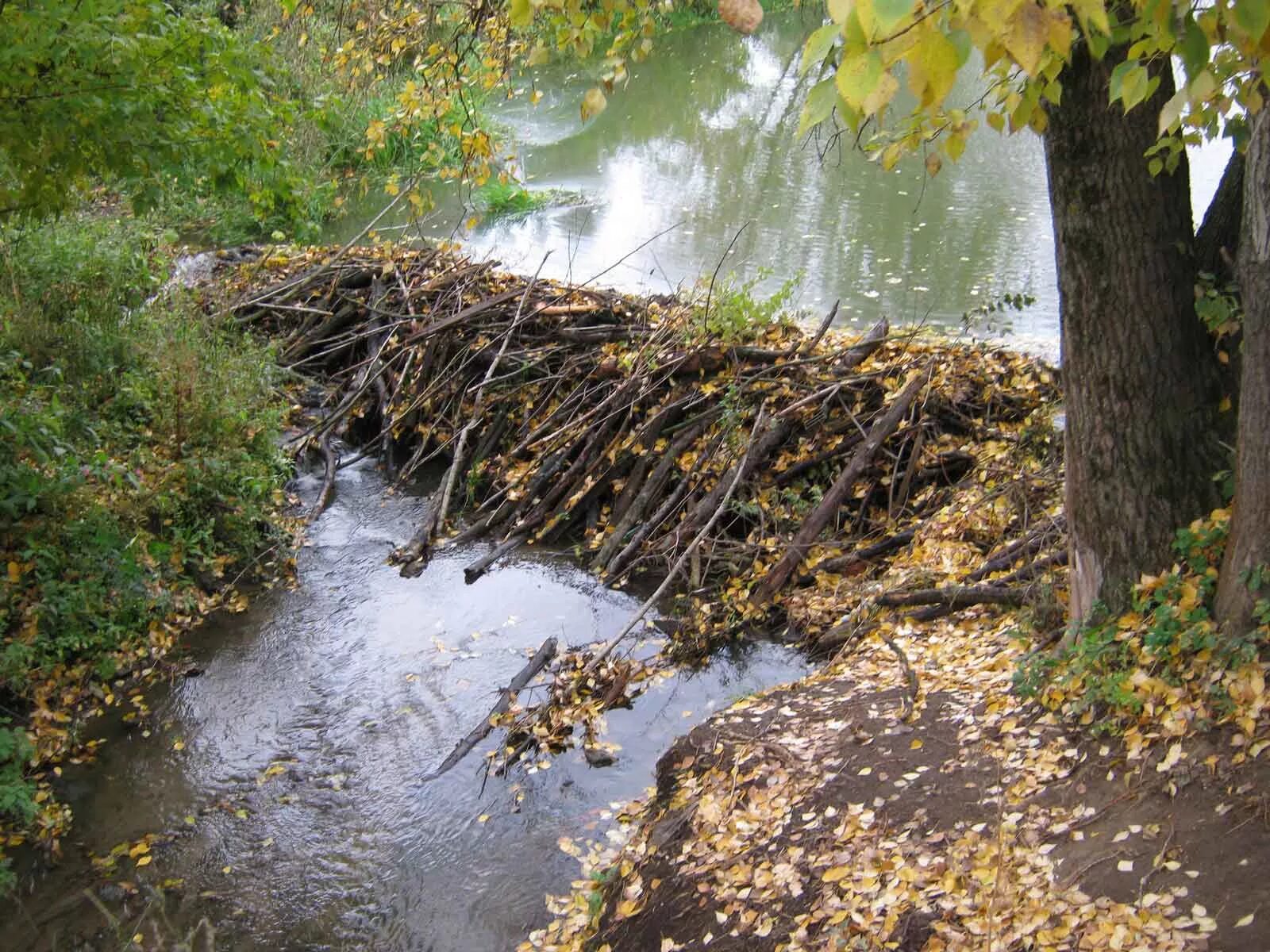 Хатки и плотины бобров. Бобр строит плотины на реках. Обыкновенный бобр плотина. Хатка бобров. Бобр строит плотины на реках.