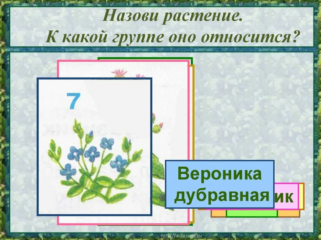 Какие бывают растения окружающий мир 2 класс. Группы растений 2 класс. Растения 2 класс окружающий мир презентация. Виды растений 2 класс. Окр мир какие бывают растения.