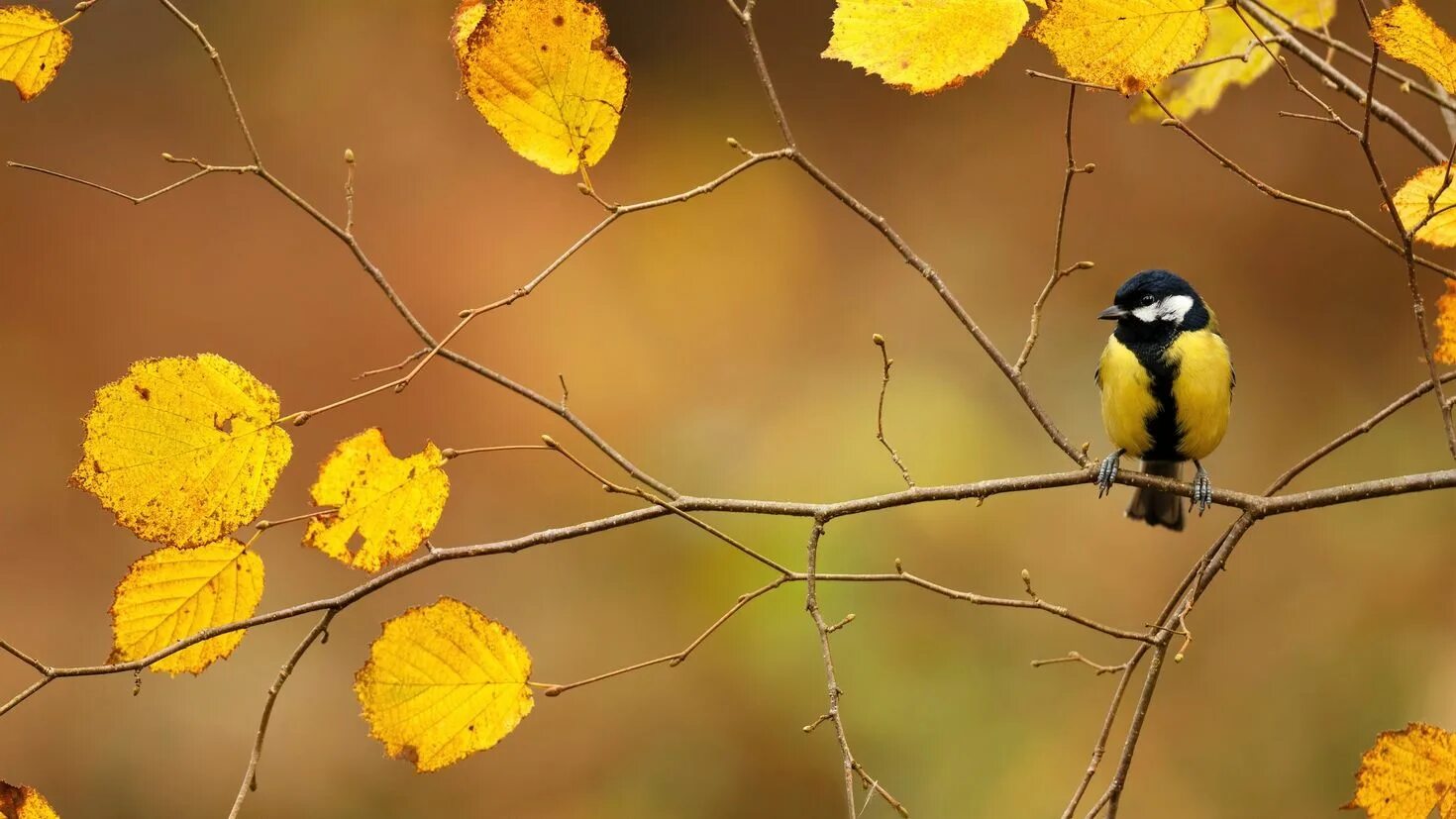 Fall bird. Осень птицы. Птицы осенью. Синица осенью. Синичка осенью.