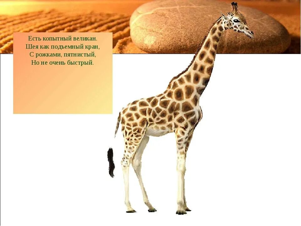 Животные жарких стран окружающий мир 1 класс. Доклад о животных жарких районов. Животные жарких стран окружающий мир 1 класс. Животные жарких стран с описанием. Интересные факты о животных жарких районов.