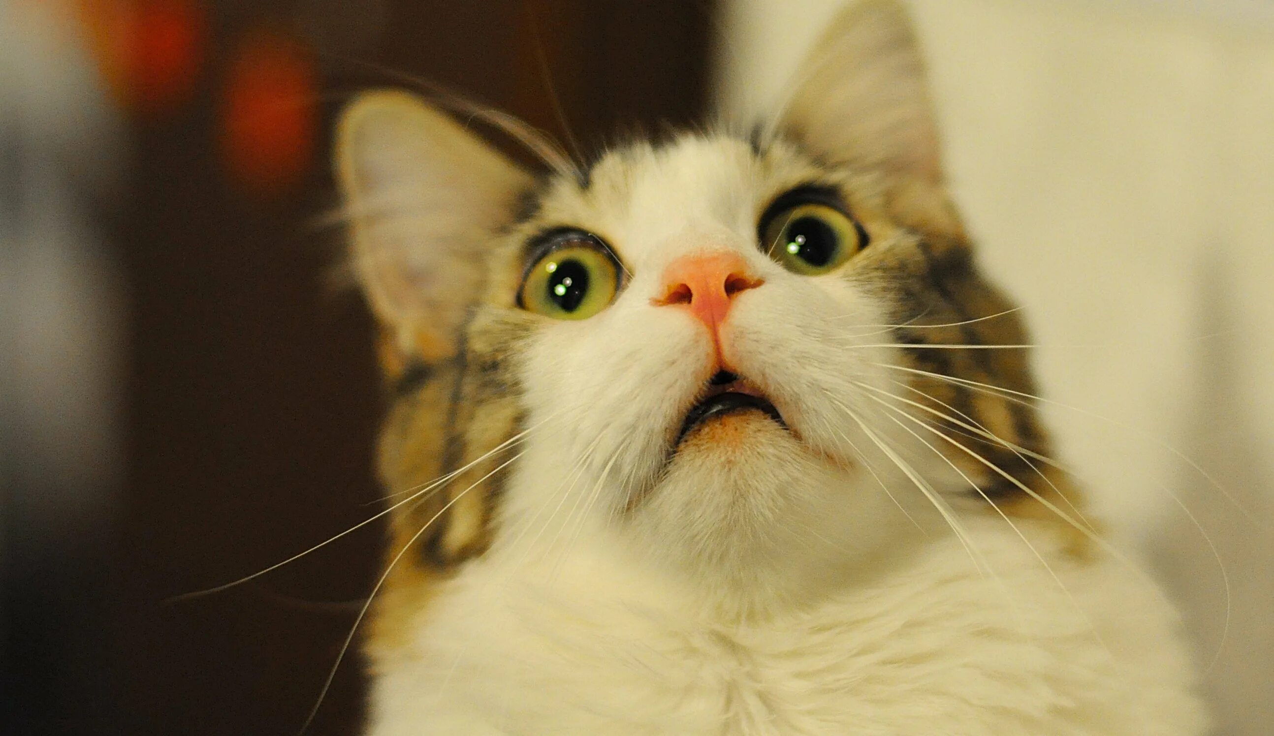 Cat meme. Cat meme