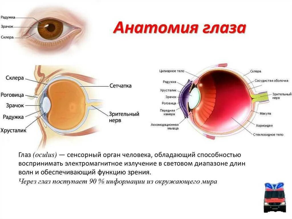 Строение глаза склера роговица. Строение глаза роговица радужка. Строение глаза склера роговица зрачок. Строение роговицы оболочки глаза. Зрачок какая структура