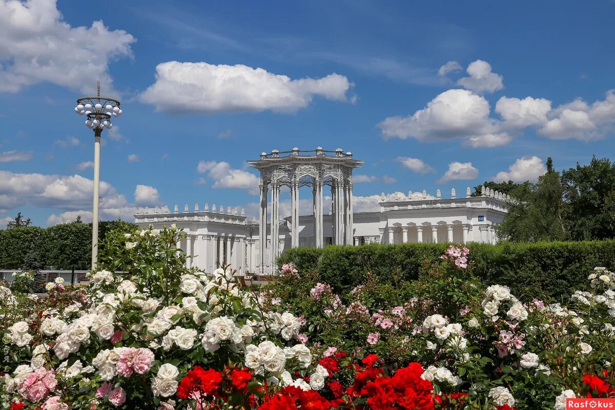Розы ввц