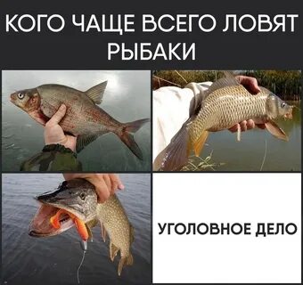 Согласна лови