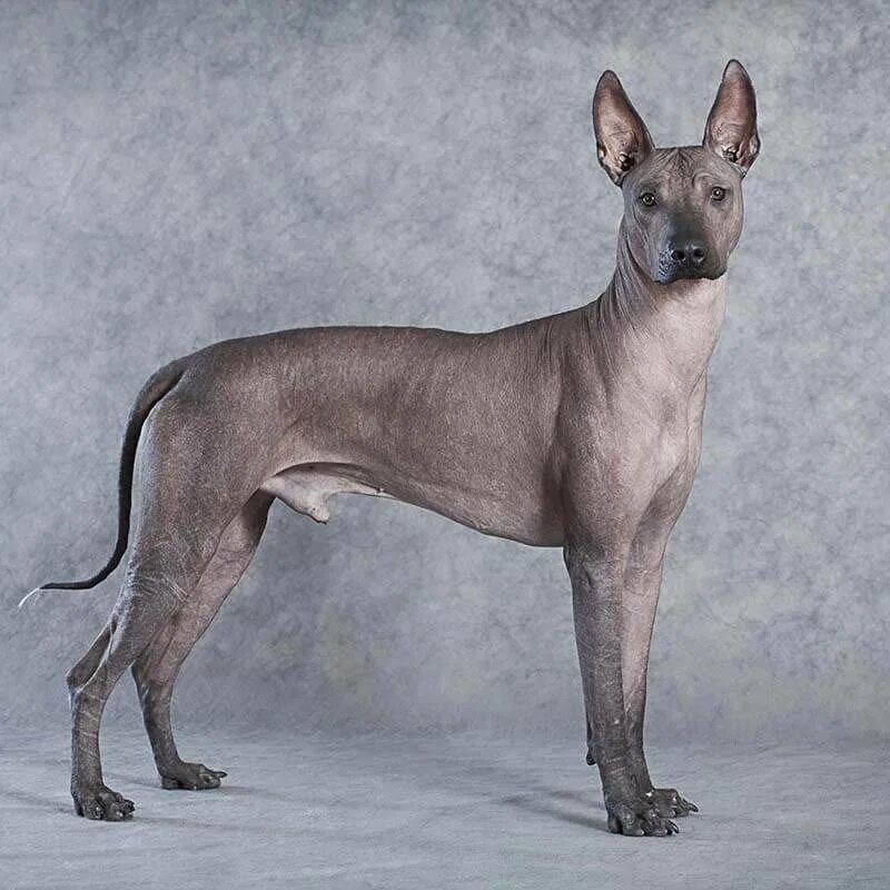 Close up portrait One Mexican hairless dog (xoloitzcuintle, Xolo) in full growth