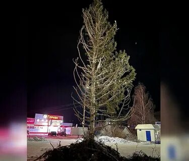 Страшные ели