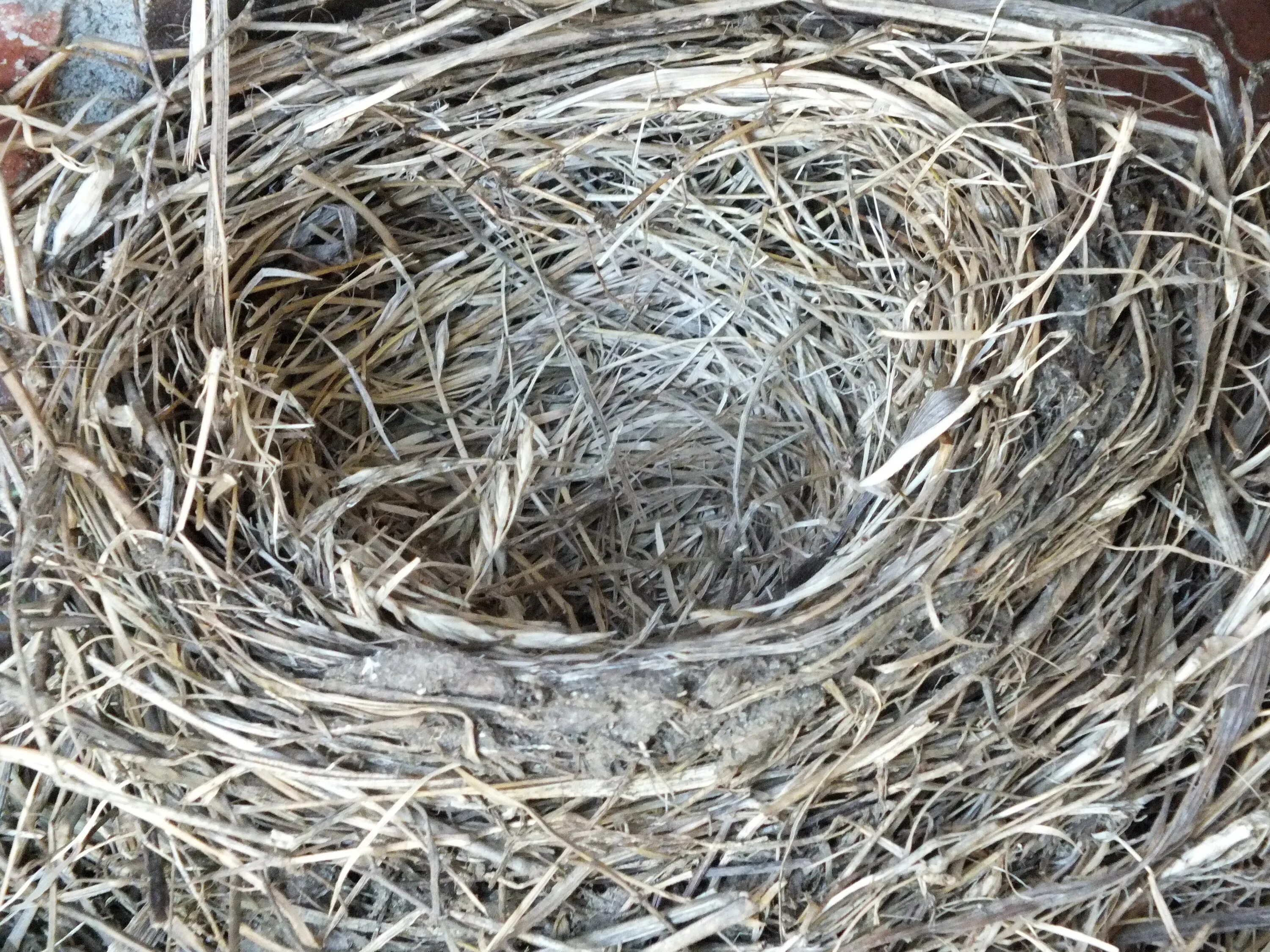 Empty nest
