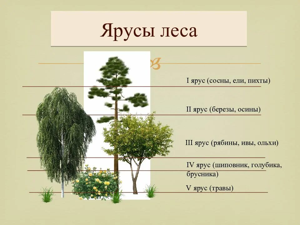В лесу растения образуют ярусы 4 класс. Ярусность березовой рощи. сосна обыкновенная ярусность. лесные этажи ярусы лиственного леса. ярусы березового леса.