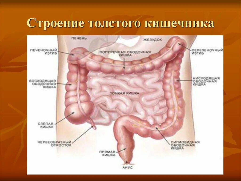 Строение Толстого кишечника. Строение кишечника человека схема. Ободочная толстая кишка анатомия. Толстая кишка анатомия строение.