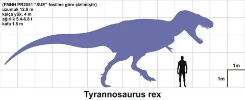 Dosya:Tyrannosaurus rex-sue.JPG - Vikipedi