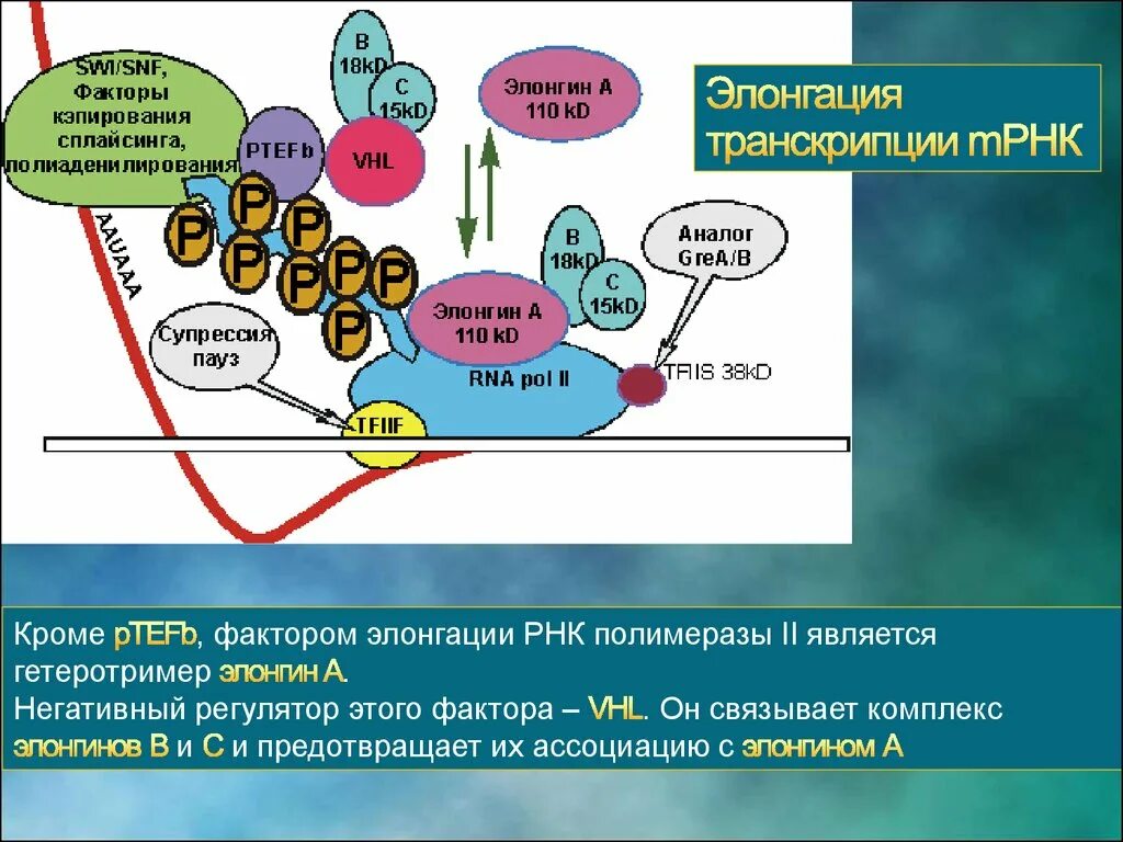 Рнк полимераза участвует в процессе. Транскрипционные факторы эукариот. транскрипция генетика. рнк полимераза эукариот. транскрипционные факторы генетика.