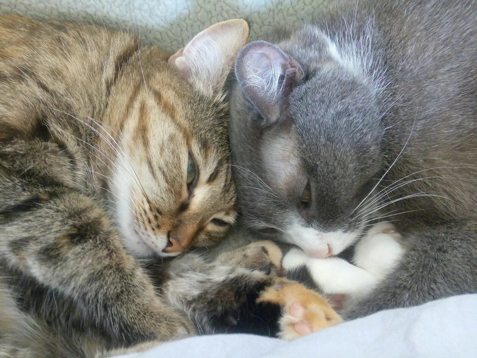 Котята зовут маму кошку слушать. Мама кошка и котенок. Мама кошка с двумя котятами.