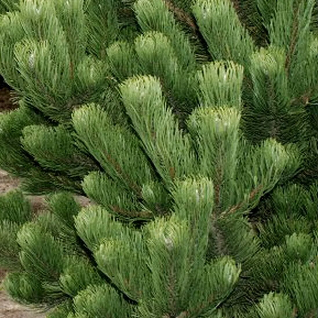 Пинус Нигра Орегон Грин. Сосна черная Oregon Green. Сосна черная «Орегон Грин» Pinus nigra «Oregon Green».