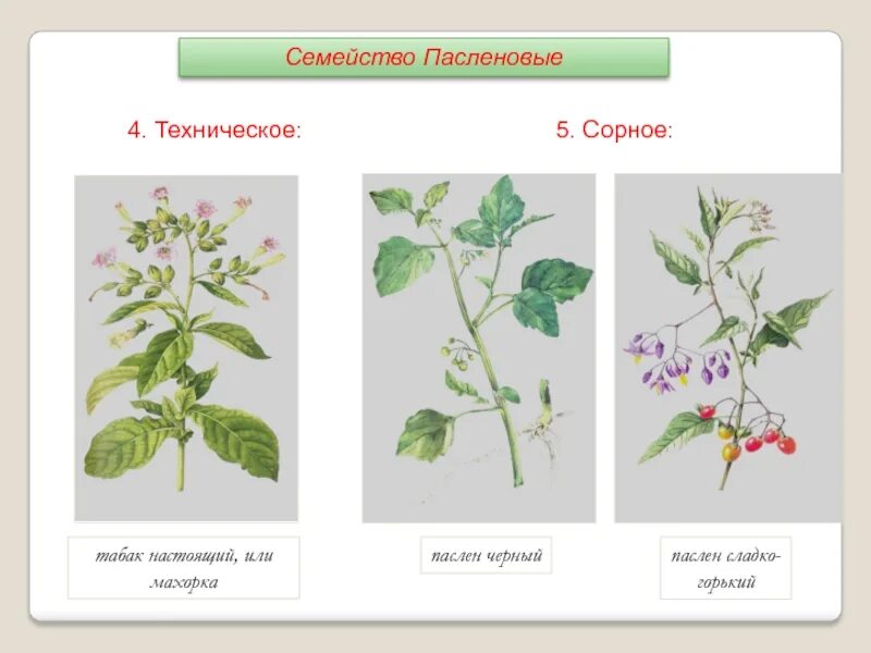 Особенности строения вегетативных органов пасленовых. Особенности строения вегетативных органов пасленовых