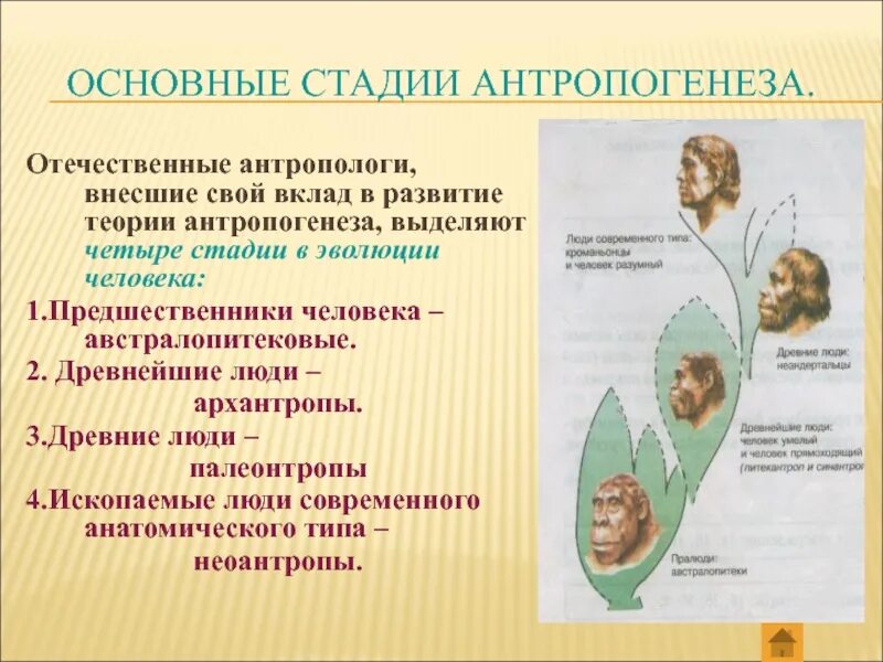 Этапы формирования антропогенеза. Основные стадии антропогенеза. Основные этапы антропогенеза. Этапы антропогенеза человека. Этапы на 4 стадии