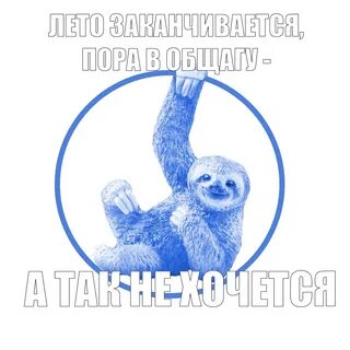 Почему ленивцы медленно двигаются