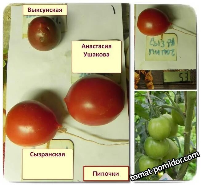 Сызранская пипочка. Помидоры с пипочкой. Сорт помидор с пипочкой. Томат Сызранская пипочка.