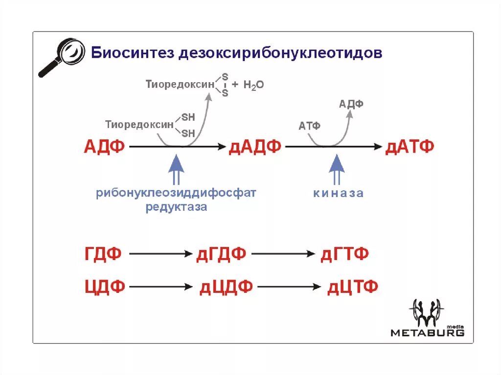 Биосинтез дыхания. Схема синтеза дезоксирибонуклеотидов. Биосинтез дезоксирибонуклеотидов. Биосинтез дезоксирибонуклеотидов биохимия. Синтез дезоксирибонуклеотидов. Регуляция..