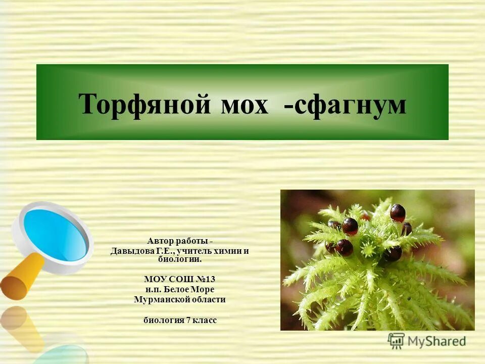 торф из мха сфагнума. торфяной мох 7 букв. сфагнум торф.