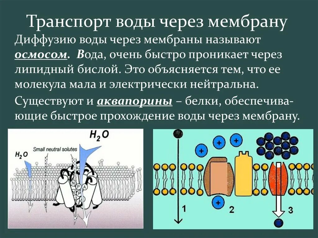 Диффузия какой транспорт. Механизмы транспорта воды через мембрану. транспорт воды через мембрану клетки. механизм транспорта воды через плазматическую мембрану. механизмы прохождения веществ через клеточную мембрану.