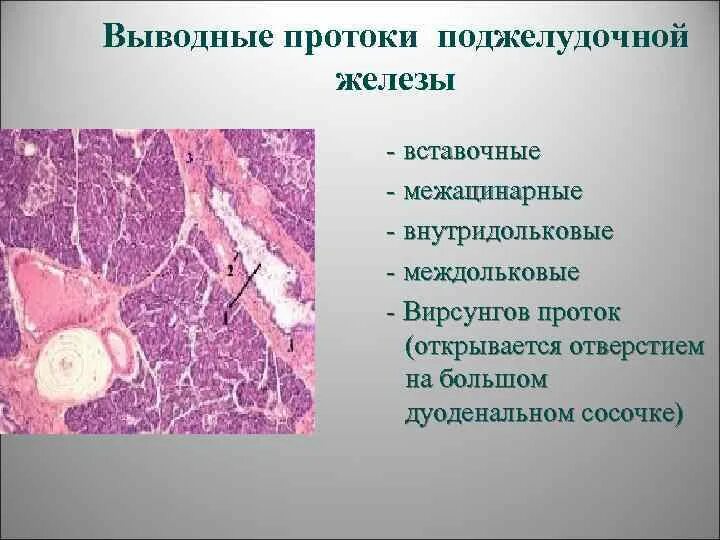 Эпителий печени и поджелудочной железы. Междольковые протоки поджелудочной железы. Выводной проток поджелудочной железы. Вставочные протоки поджелудочной железы выстлан эпителием. Поджелудочная железа железа выводной проток.