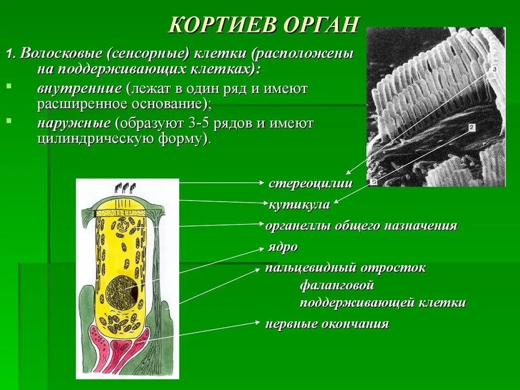 Поддерживающие клетки функции. Волосковые клетки органа корти. внутренние волосковые клетки кортиева органа. кортиев орган волосковые клетки. наружные волосковые клетки.