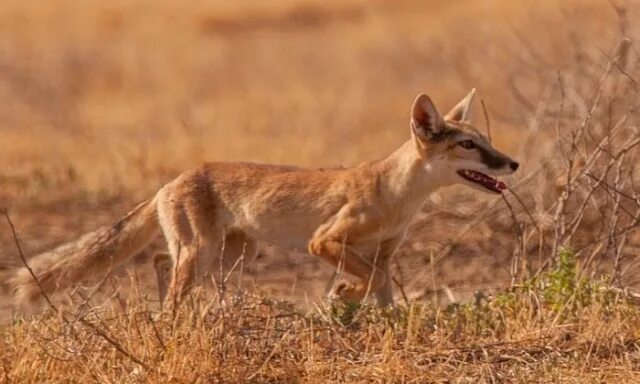 Лисичка корсак. Песчаная лисица корсак. Корсак ночью. Корсак в норе. Степной корсак.