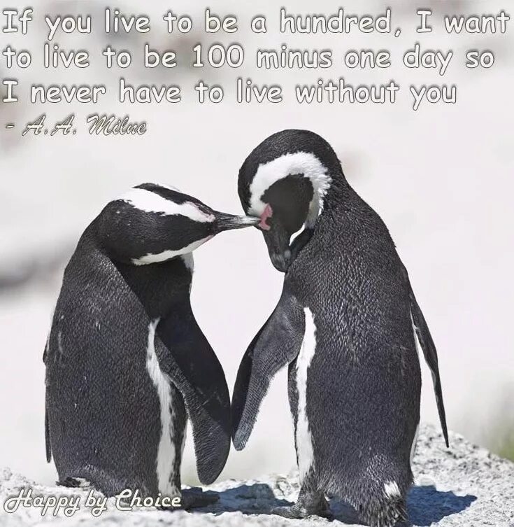 У какого пингвина всегда есть действие. Прикольные пингвины. Пингвины любовь. Что любят пингвины. Пингвин люблю тебя.