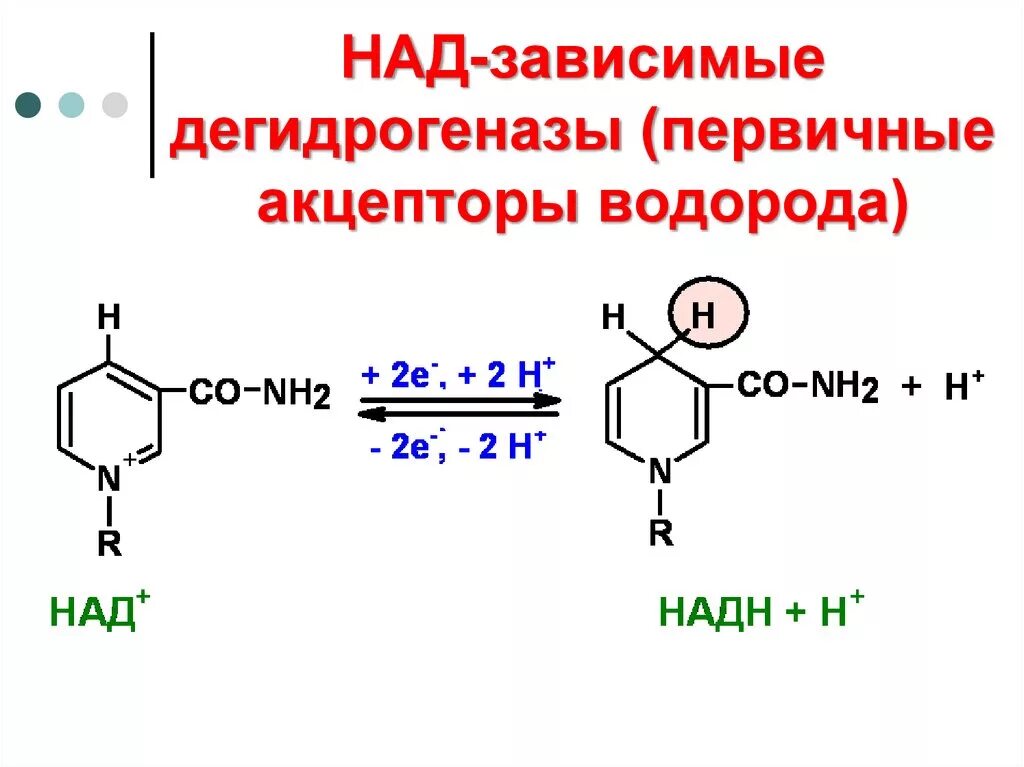 Над зависимые ферменты. Над-зависимые дегидрогеназы. фад-зависимые дегидрогеназы. над-зависимые дегидрогеназы примеры. вторичные дегидрогеназы.