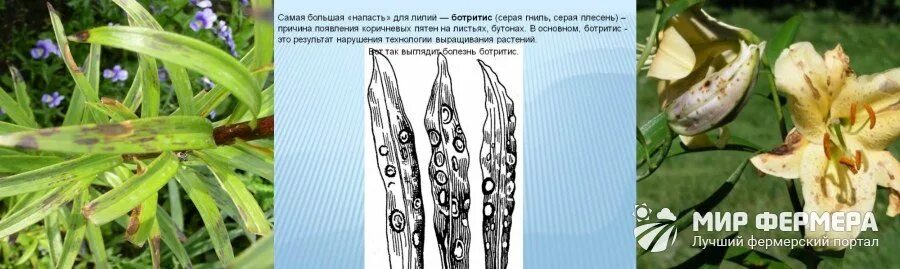 У лилии чернеют бутоны. Серая гниль (ботритис) на лилии. Болезни лилий ботритис. Бурая пятнистость лилии. Болезни лилий антракноз.