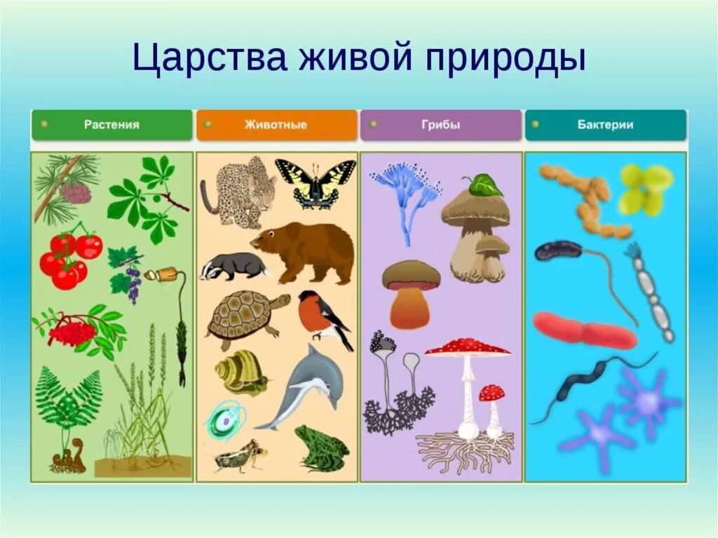 Царства живых организмов 6 класс. Бактерии грибы растения животные это царство. Биология 5 класс царства растений, животных, бактерий, грибов. Царство животных царство растений царство грибов царство бактерий. Царство животных растений грибов бактерий.