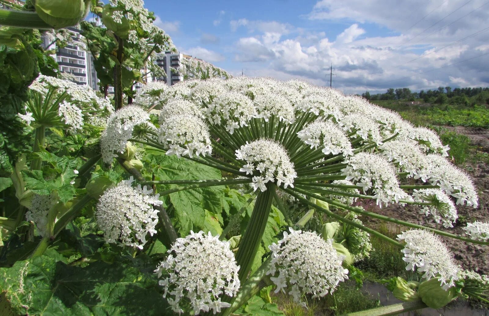 Борщевик ядовитое растение. Борщевик сибирский ядовитый. Борщевик шерстистый. Борщевик сосновского ядовитое растение. Борщевик ядовитый.