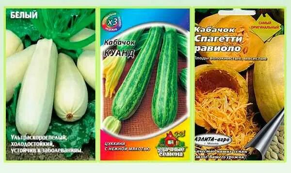Кабачок для грунта кустовой сорта. Сорта кустовых кабачков. кабачок цуккини кустовой. лучшие сорта кустовых кабачков. кабачки сорта лучшие для открытого грунта.