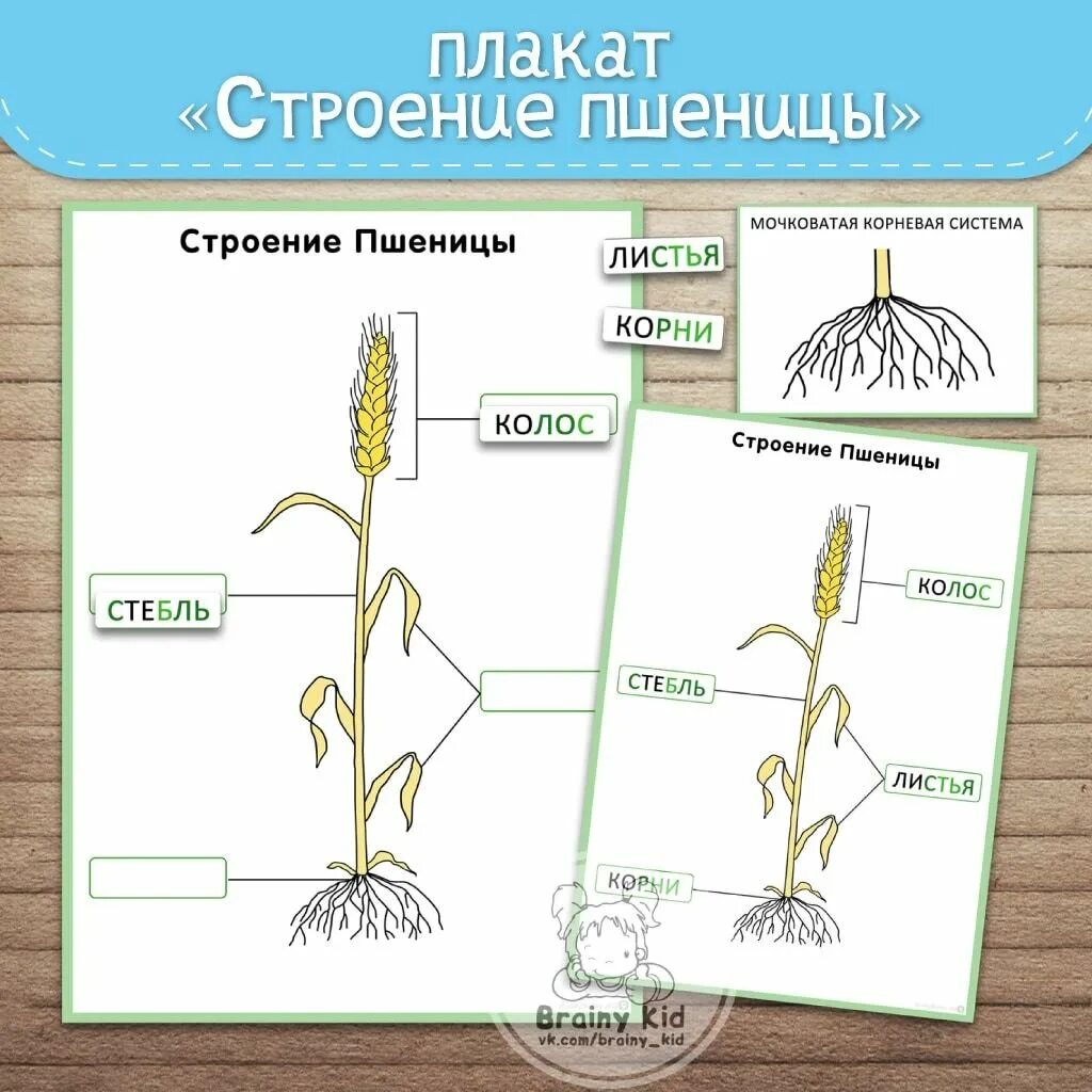 Строение растения озимой пшеницы. Пшеница части растения. Пшеница строение растения. Структура растения пшеница. Какие части ты видишь у растения