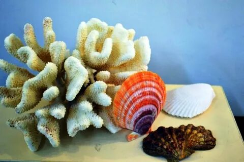 Коралловые гребешки