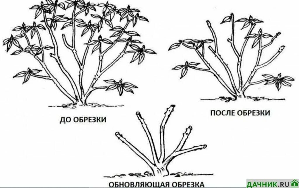 Обрезка рододендрона вечнозеленого весной. Рододендрон листопадный обрезка. Омолаживающая обрезка рододендрона. Размножение рододендрона делением куста.