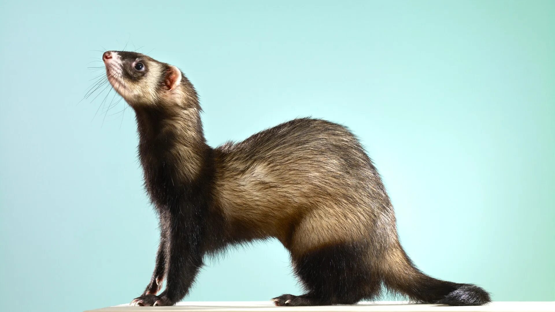 Petition - Asking La Mesa, CA to be a Sanctuary City for Ferrets - La Mesa, Unit