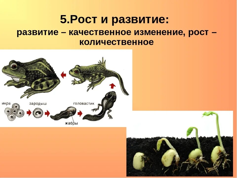 Последовательность стадий развития чрезвычайной ситуации:. Рост и развитие определение. Развитие языка. Рост живых организмов. Развиттеэто в биологии.